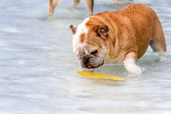 Cani in piscina pubblica — Foto Stock
