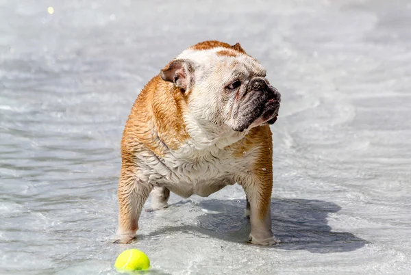 公共プールで泳いでいる犬 — ストック写真