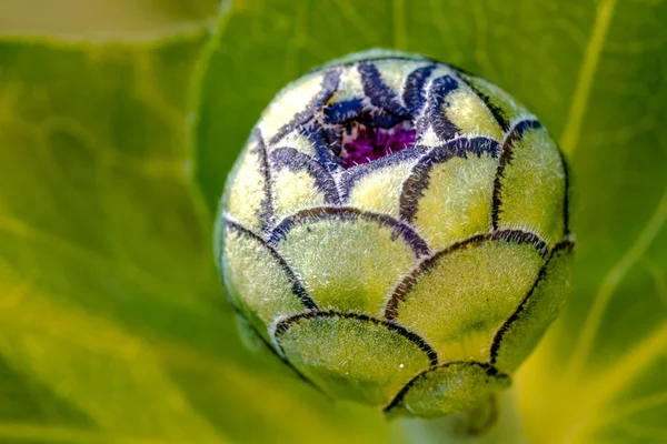 Çiçek açan zinnia ve lantana çiçekler — Stok fotoğraf