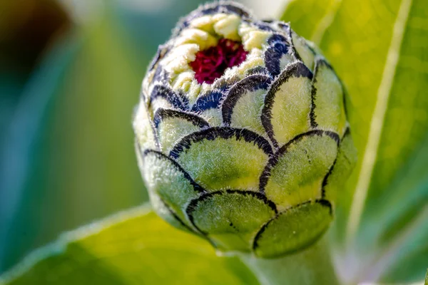 Çiçek açan zinnia ve lantana çiçekler — Stok fotoğraf