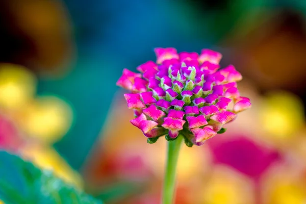 Квітучий Ціннія і lantana квіти — стокове фото