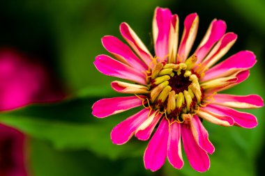 Zinnia tomurcukları ve çiçekler 
