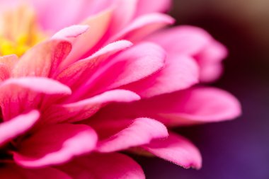 Zinnia tomurcukları ve çiçekler 