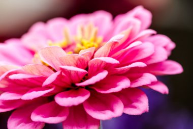 Zinnia tomurcukları ve çiçekler 