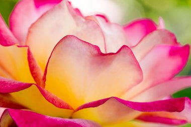 Gül bahçesinde güller