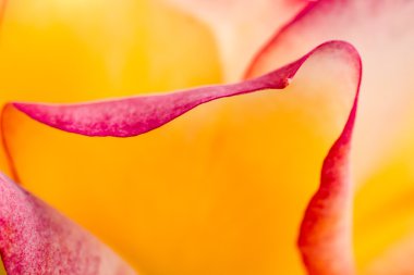 Gül bahçesinde güller