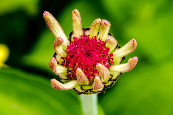 Zinnia buds and flowers — Stock Photo, Image