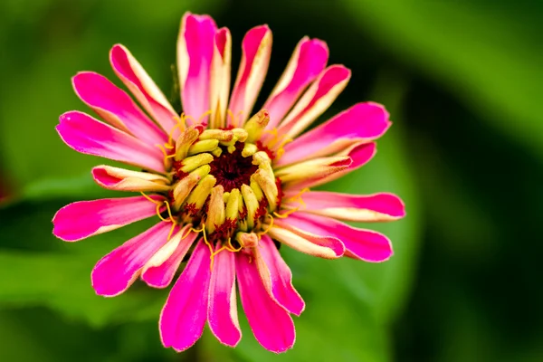 Zinnia buds and flowers — Stock Photo, Image