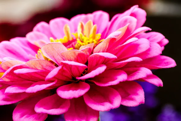 Zinnia buds and flowers — Stock Photo, Image