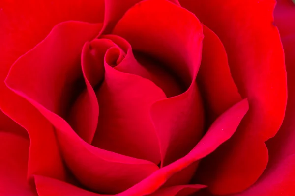 Macro Rose Images in Rose Garden — Stock Photo, Image