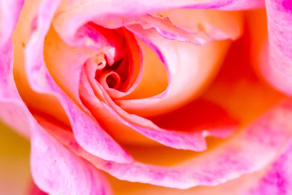 Macro Rose Imagens em Rose Garden — Fotografia de Stock