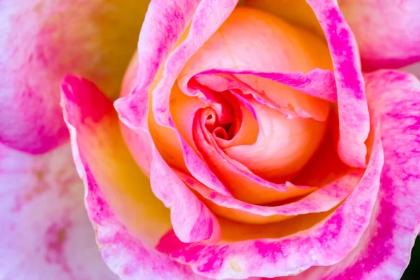 宏玫瑰玫瑰花园中的图像 — 图库照片