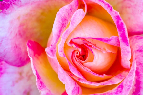 Макрос піднявся зображення в Рожевому саду — стокове фото