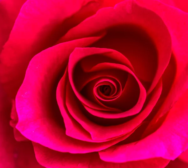 Roses in Rose Garden — Stock Photo, Image