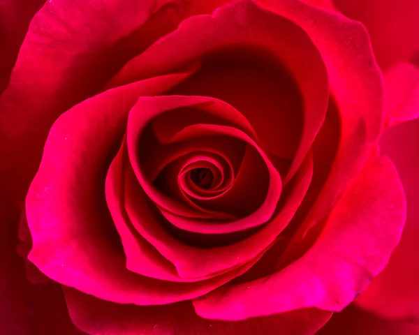 玫瑰花园里的玫瑰 — 图库照片