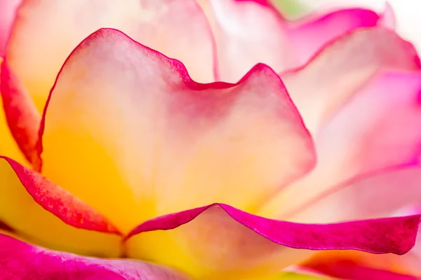 Rosas en Rose Garden — Foto de Stock