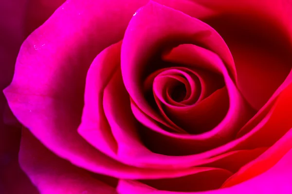Roses in Rose Garden — Stock Photo, Image