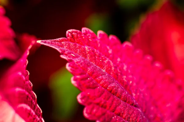 Red Coleus Plants in Garden — Stock Photo, Image