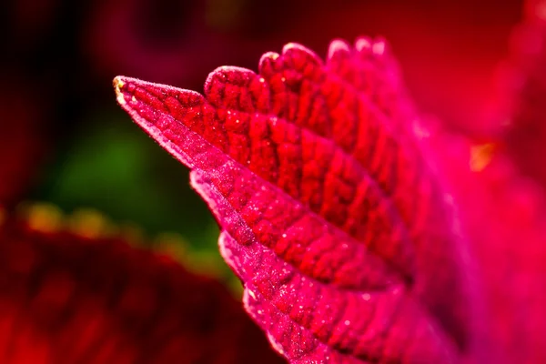 Rośliny coleus czerwony w ogrodzie — Zdjęcie stockowe