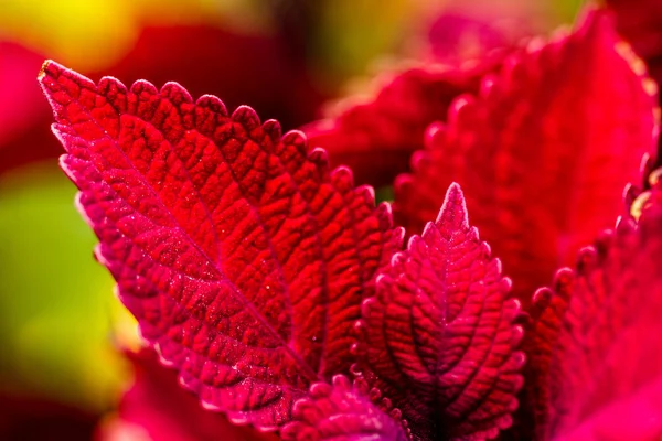 Rote Coleus-Pflanzen im Garten — Stockfoto