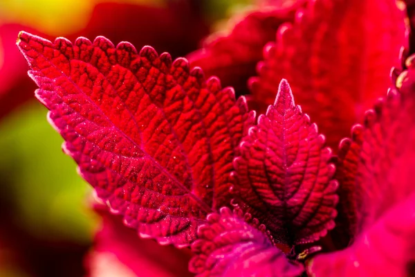 Rote Coleus-Pflanzen im Garten — Stockfoto