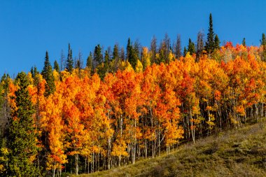colorado sonbaharda steamboat springs