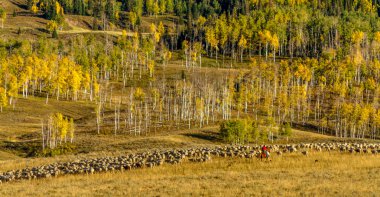 colorado sonbaharda steamboat springs