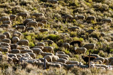 colorado sonbaharda steamboat springs