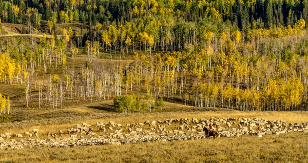 Fall in Steamboat Springs Colorado — Stock Photo, Image