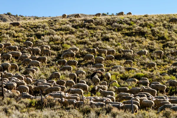 Podzim v steamboat springs colorado — Stock fotografie