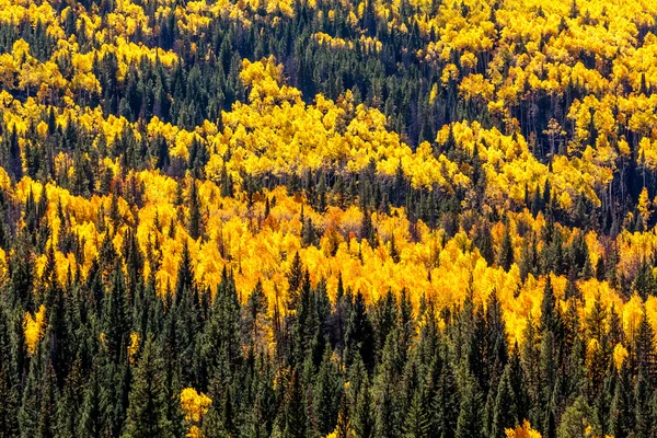 Jesień w steamboat springs colorado — Zdjęcie stockowe