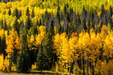colorado sonbaharda steamboat springs