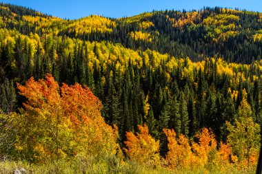 colorado sonbaharda steamboat springs