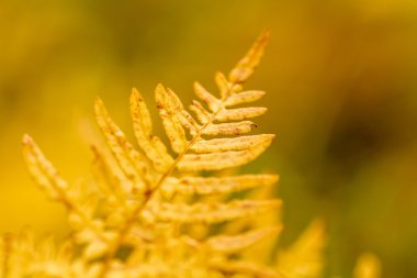 colorado sonbaharda steamboat springs