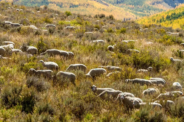 Падение в Steamboat Springs Колорадо — стоковое фото