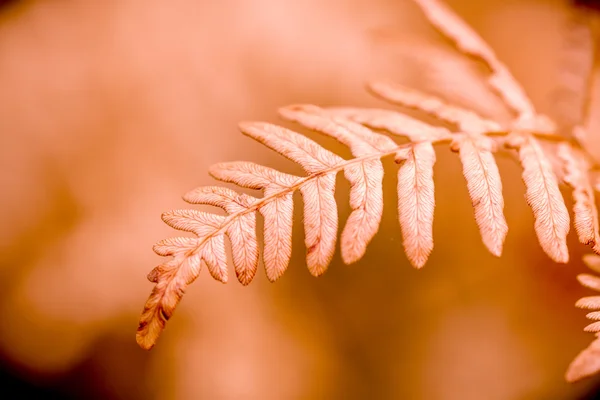 Fall in Steamboat Springs Colorado — Stock Photo, Image