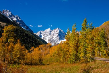 Fall Color in Aspen Colorado clipart
