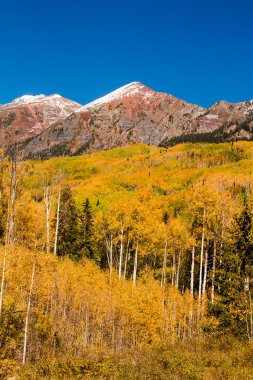 Fall Color in Crested Butte Colorado clipart