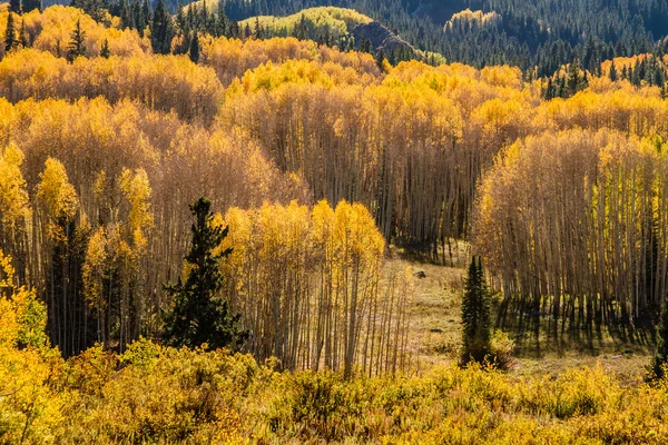 Colore autunno in Crested Butte Colorado — Foto Stock