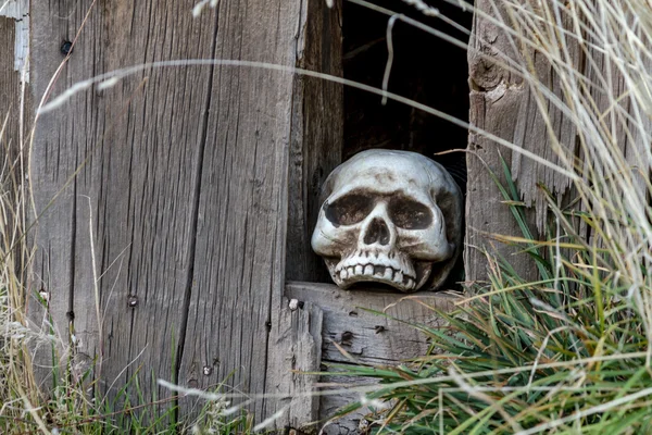 할로윈 두개골과 장식 — 스톡 사진