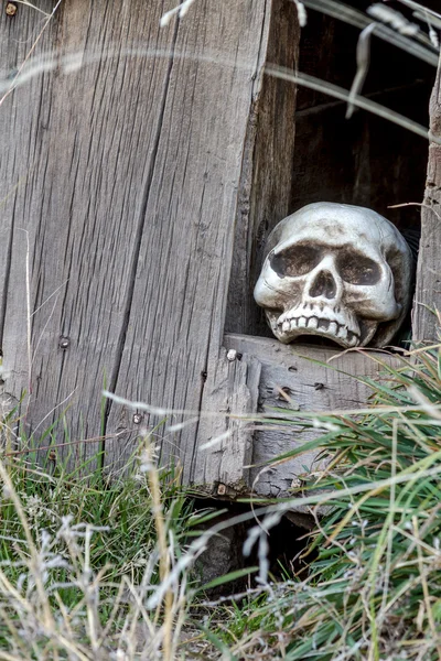 Halloween Skulls and Decorations — Stock Photo, Image