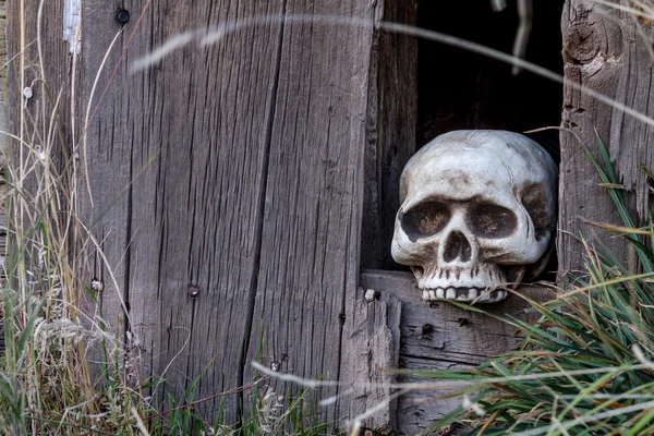 Halloween Skulls and Decorations — Stock Photo, Image