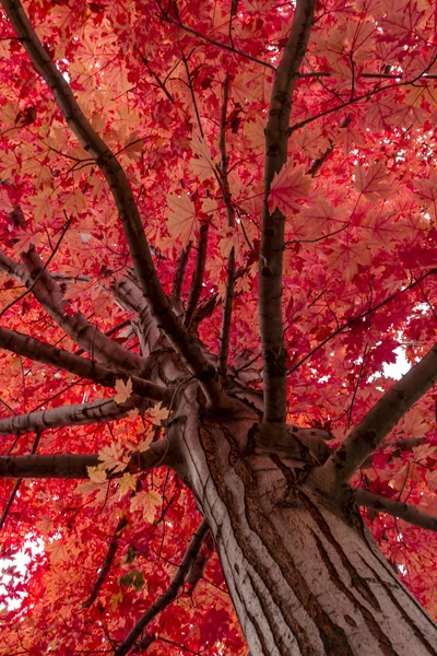 Colore autunno in città — Foto Stock