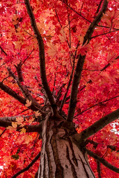 Осенний цвет в городе — стоковое фото