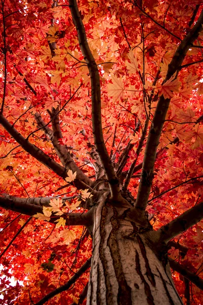Şehirde sonbahar renk — Stok fotoğraf