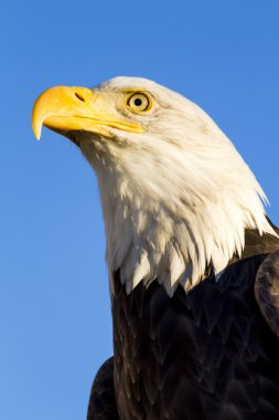 Sonbahar ortamda Amerikan kel kartal