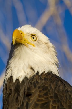 Sonbahar ortamda Amerikan kel kartal