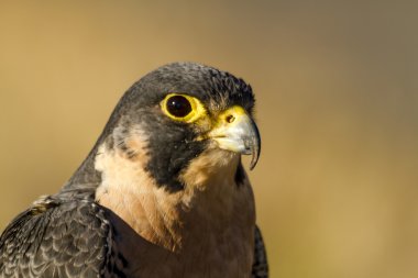 Peregrine Falcon sonbahar ortamda