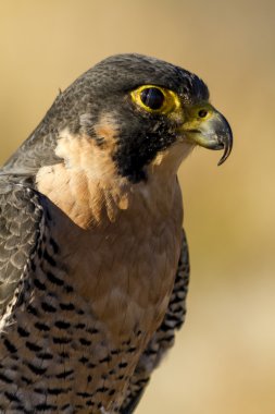 Peregrine Falcon sonbahar ortamda