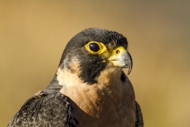 Peregrine Falcon sonbahar ortamda